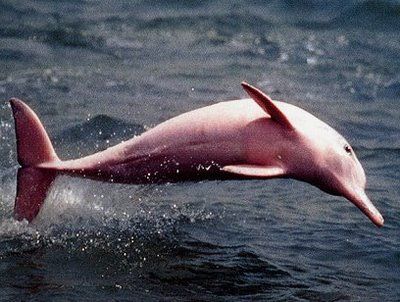 A Lenda Do Boto Cor De Rosa With Images Pink Animals Pink