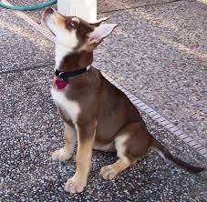 Doberman Husky Mix With Images Husky Mix Siberian Husky Mix