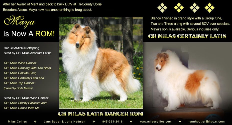 Milas Collies Ch Milas Latin Dancer Rom And Ch Milas Certainly