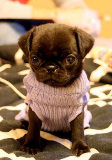 Pug In A Sweateuw Pug In A Sweateuw Baby Pugs Cute Animals