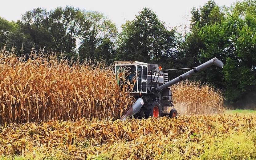 Gleaner K In Corn Farm Life Allis Chalmers Tractors Farm Equipment