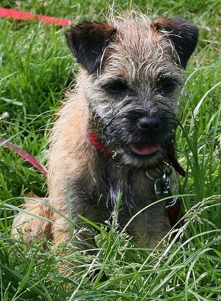 Border Terrier The Feisty Dog Breed Border Terrier Terrier