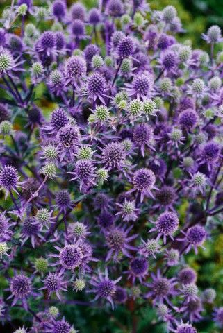 Abundant Purple Spiky Flowers Of Eryngium Triparum Tripare Abundant Purple Spiky Flowers Of Eryngium Triparum Tripare Eryngo More Commonly Called Sea Holly