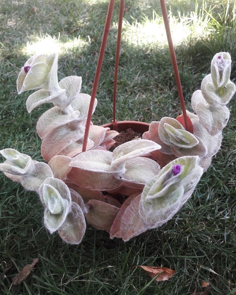 Pembe Kaktus On Instagram Gununuz Aydin Olsun Tuylu Telgraf Cicegi Askili Saksida 40 Tl Tradescantia Silla Christmas Ornaments Holiday Holiday Decor
