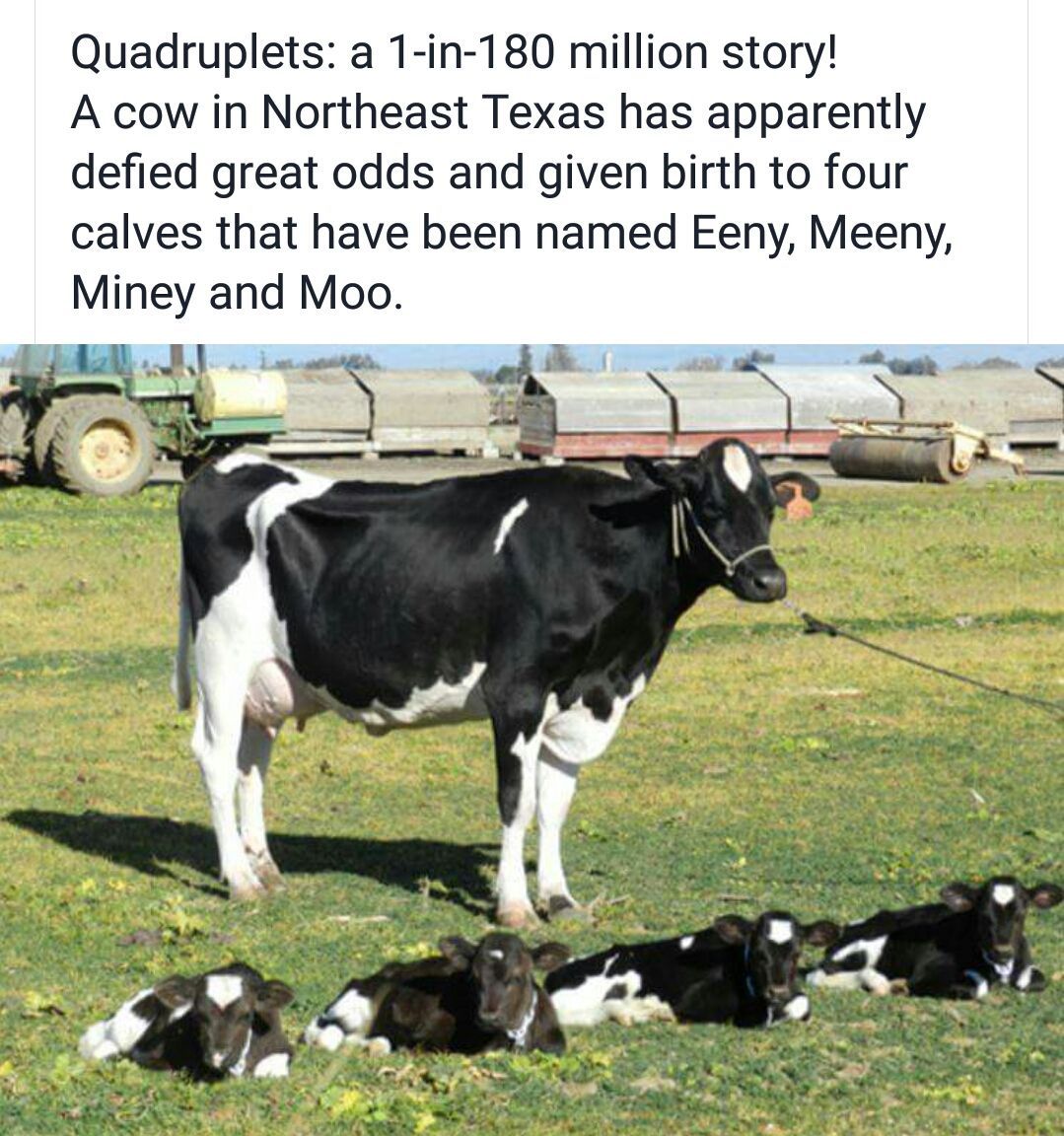 What A Mooving Story What A Mooving Story