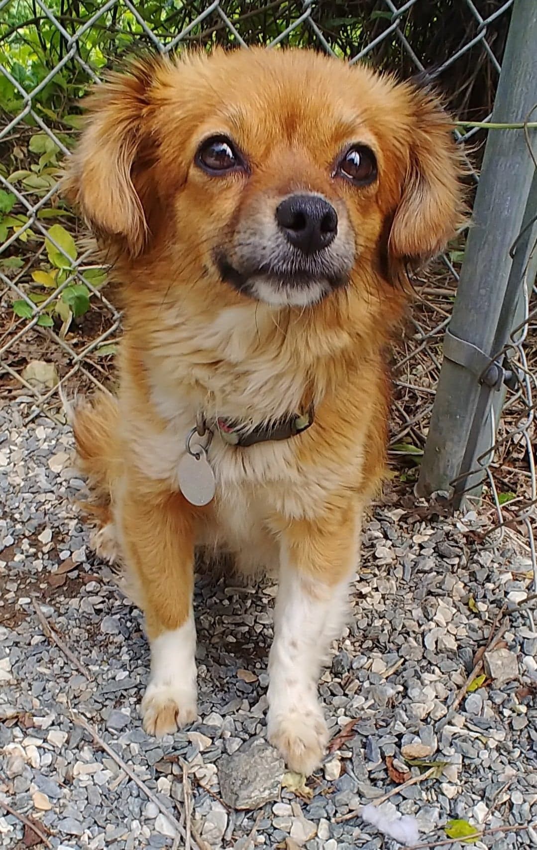 Pin On Adopting Animals