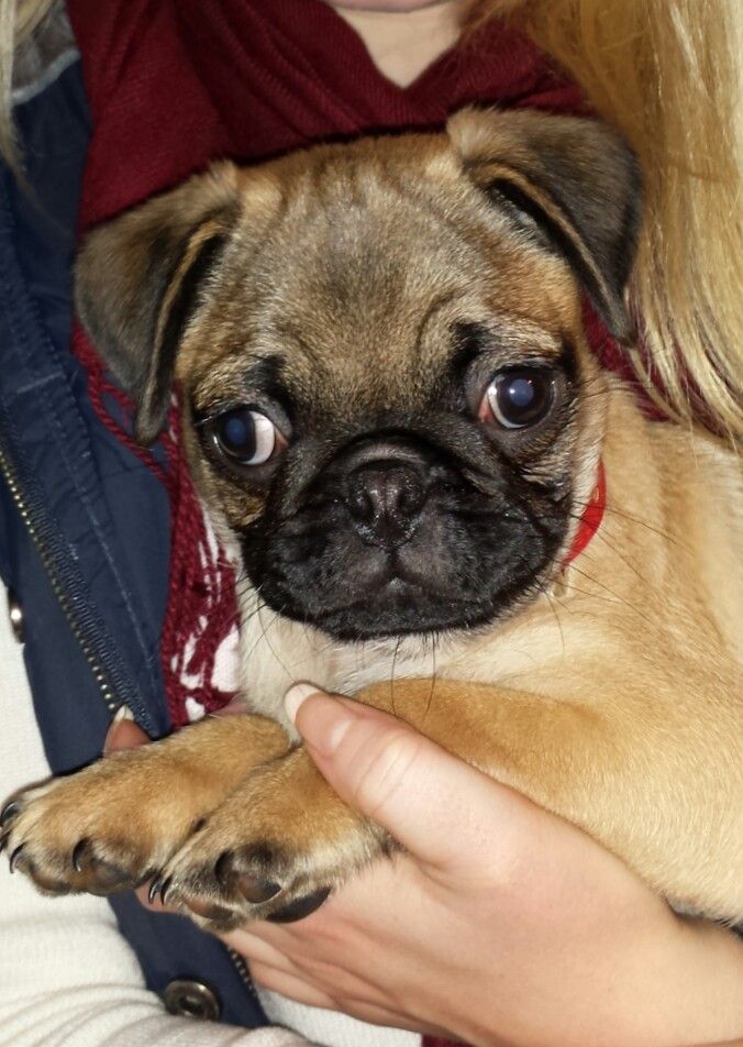 Chuddley Bears 1st Christmas Pugs Life Pug Life Two Dogs Pugs