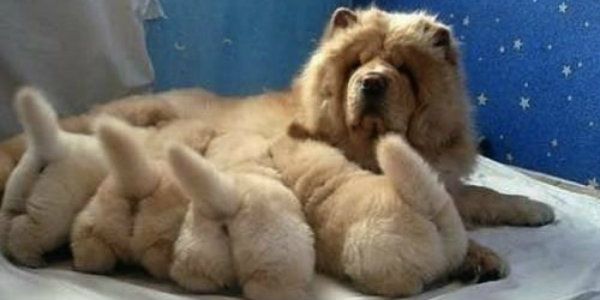 Dog Puppy Dog Lovers Chow Chow Mother S Day Cute Animals