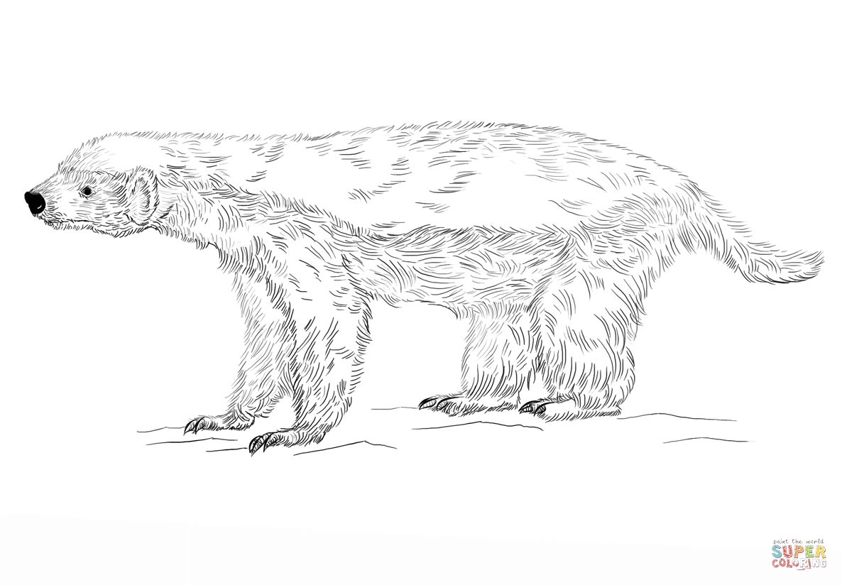 European Badger Coloring Page Coloring Pages Coloring For Kids Coloring Pages For Kids