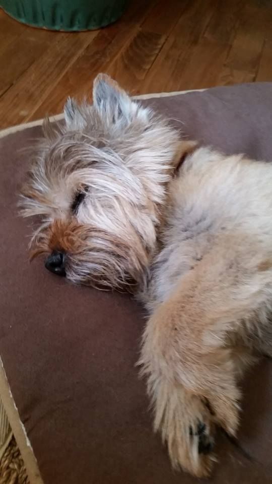 Sleepy Baby Cairn Terrier Cairn Terrier Terrier Pitbull Terrier
