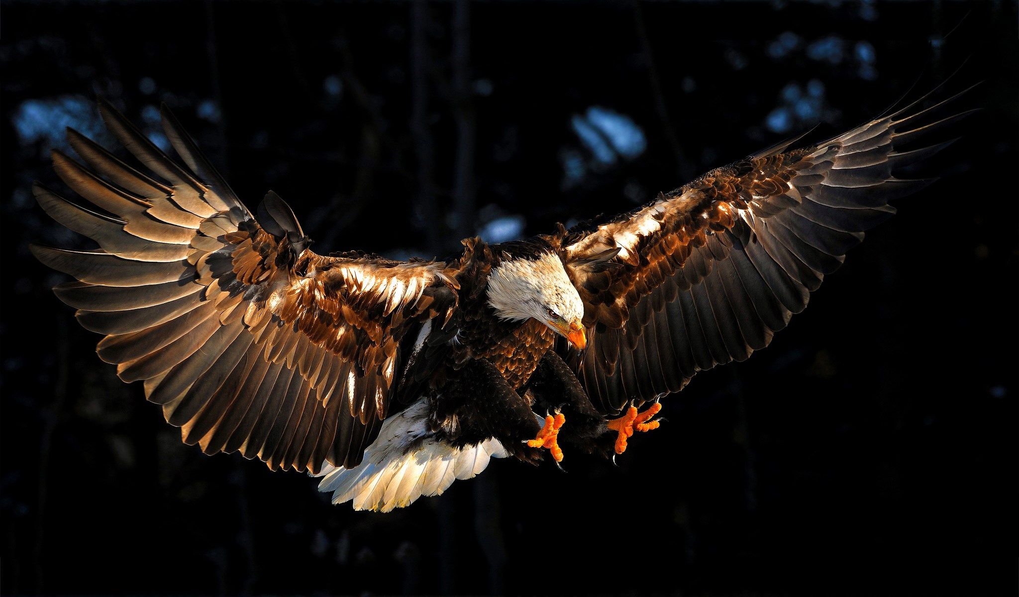 Eagle Wallpaper Free Hd Widescreen Eagle Wallpaper Eagle Images Bald Eagle