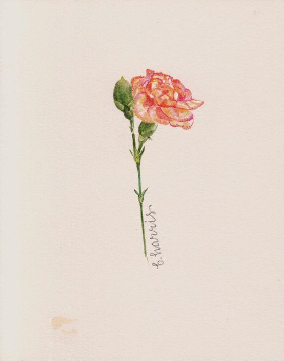On The Brink Of Greatness Carnation Tattoo Carnation Flower Tattoo Botanical Prints