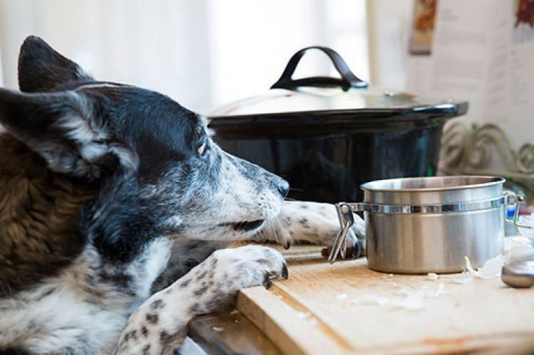 Counter Surfing Keep Dog Off Counter Best Friends Animal