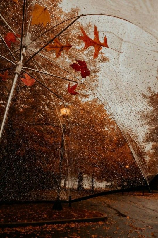 30+ Best Free Fall Wallpaper & Autumn Wallpaper Op 30+ Best Free Fall Wallpaper & Autumn Wallpaper Op