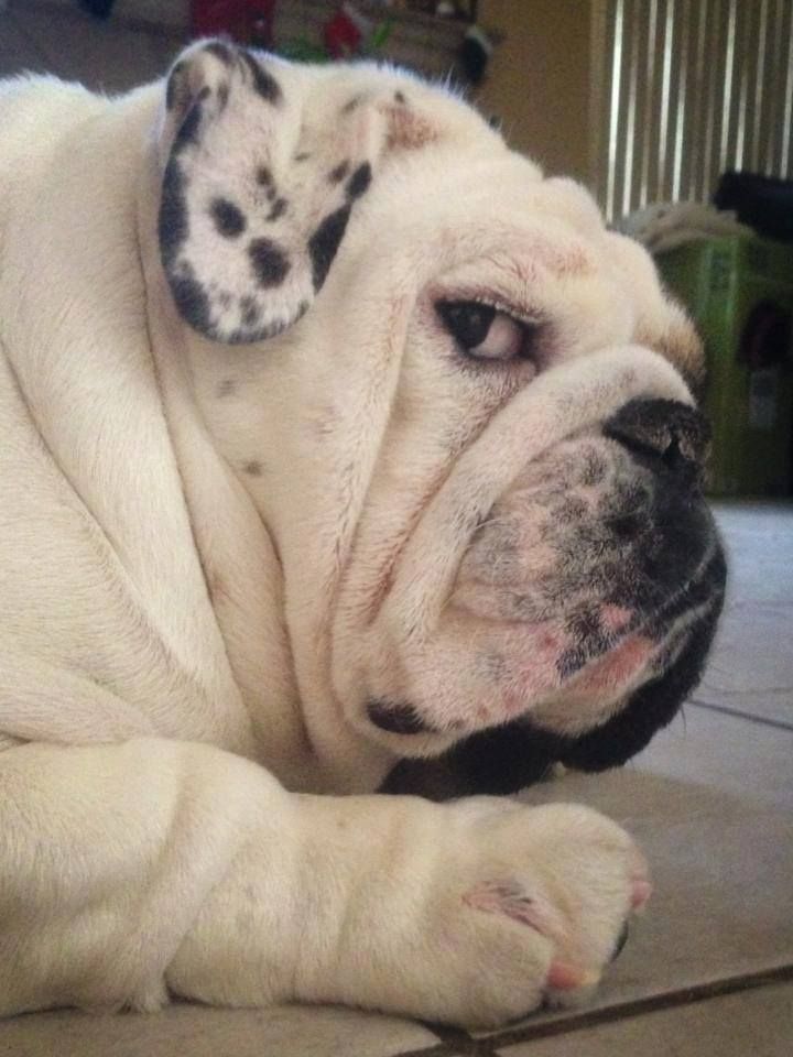 Pin En American Bulldogs