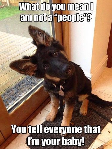 Funnydogs Funnyanimals Cute Adorable Humor Funny Hilarious