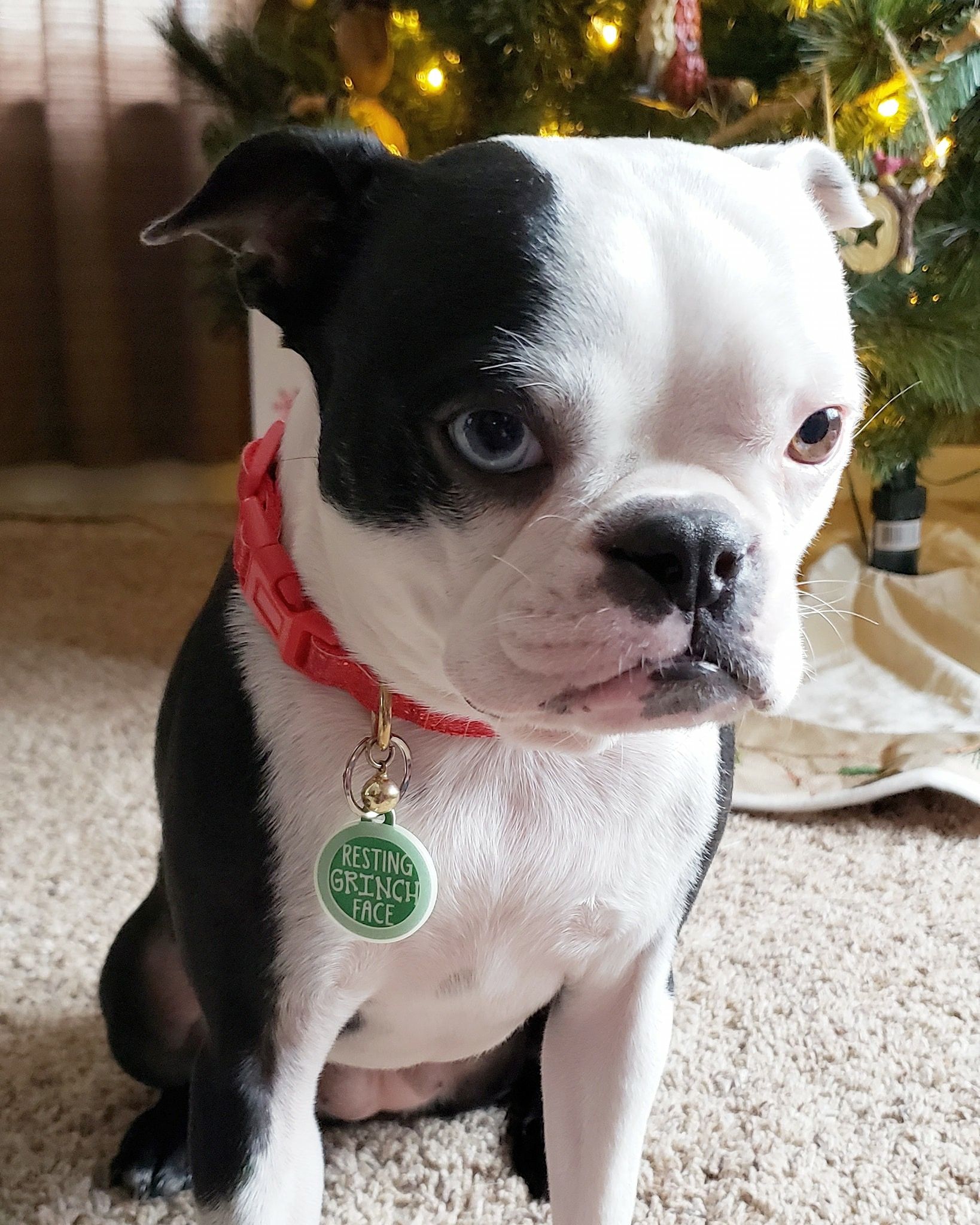 Pin By Courtney On Boston Terrier Mom Boston Terrier Love