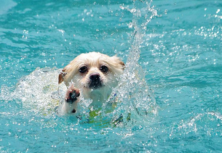 Letting Your Dog Swim Is A Fun Activity But Safety Should Come First Here Are Several Expert Tips For Keeping Pup Safe This Summer