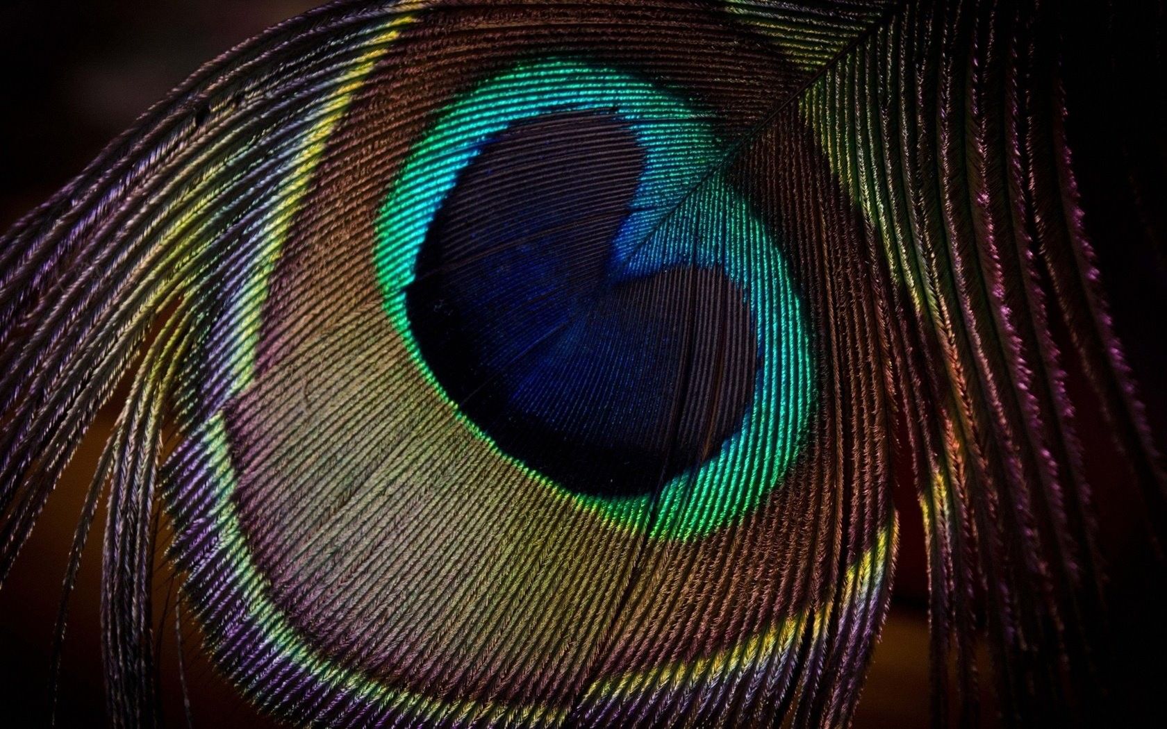 Peacock Feather Close Up Peacock Feather Close Up