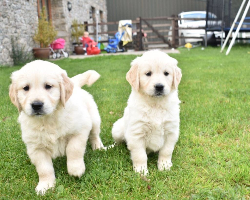 Golden Retriever Annunci Animali Labrador Retriever Dogs Animals