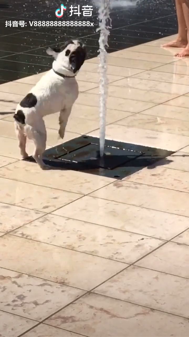 Funny And Cute Dog Puppy Cute Adorable F Adorable