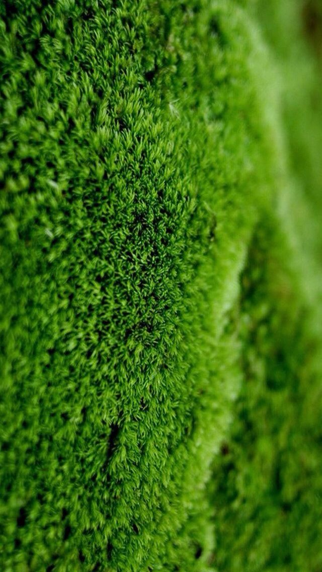 Pin By Ilikewallpaper All Iphone Wa On Iphone Wallpapers Shades Of Green Simple Green Moss