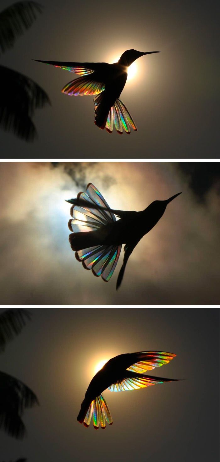 A Rainbow of Light Diffracts Through Hummingbird Wings in Photographs by Christian Spencer