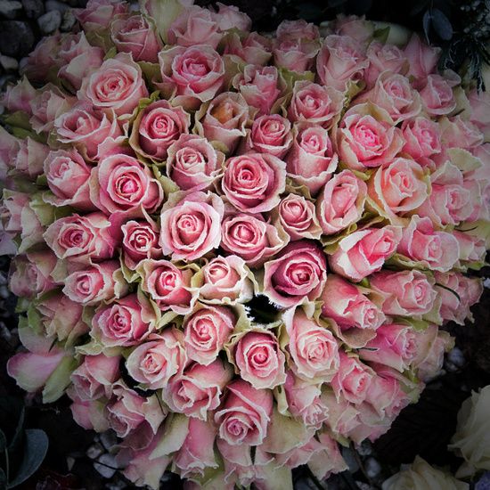 roze vans met rozen roze vans met rozen