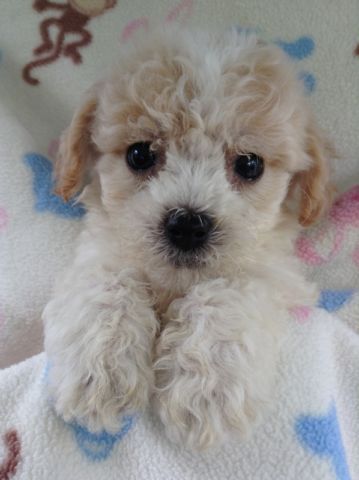 Tiny Toy Maltese Poodle Puppies Dogs Puppies For Rehoming