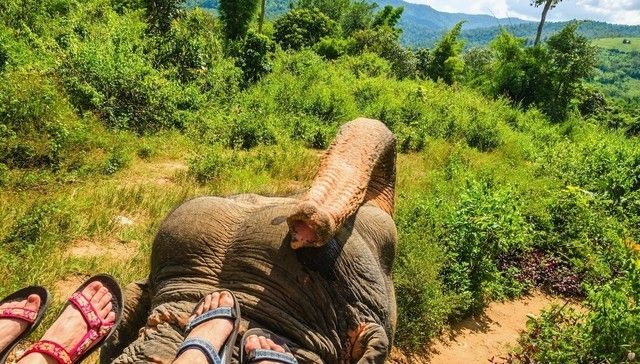TripAdvisor s New Policy No More Promoting Trips With Captive Or tripadvisor-s-new-policy-no-more-promoting-trips-with-captive-or