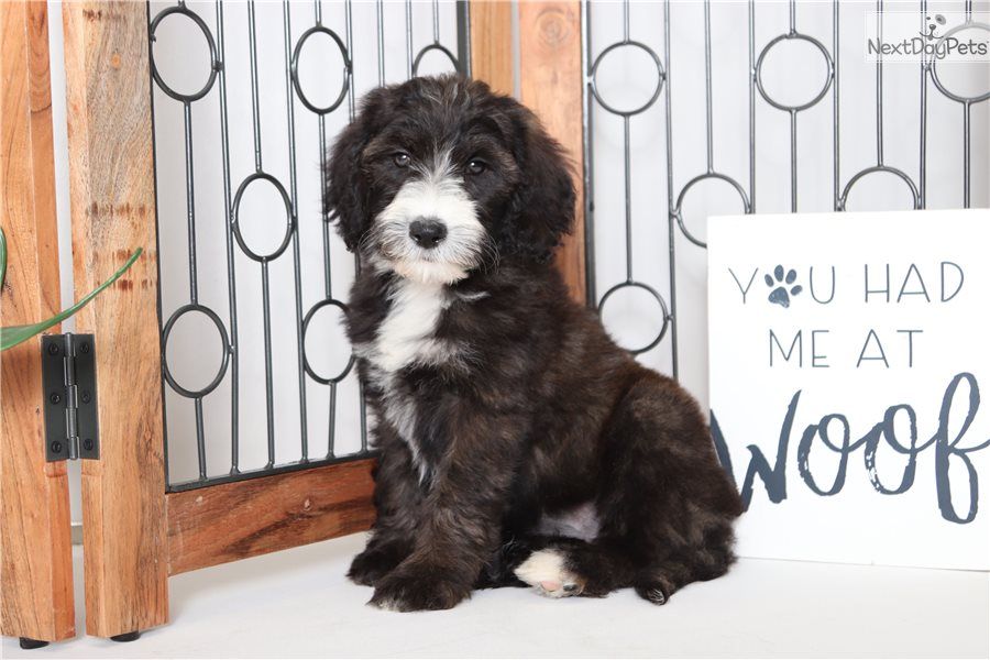 1 500 11 Wks Sheepadoodle Puppy For Sale Near Ft Myers Sw