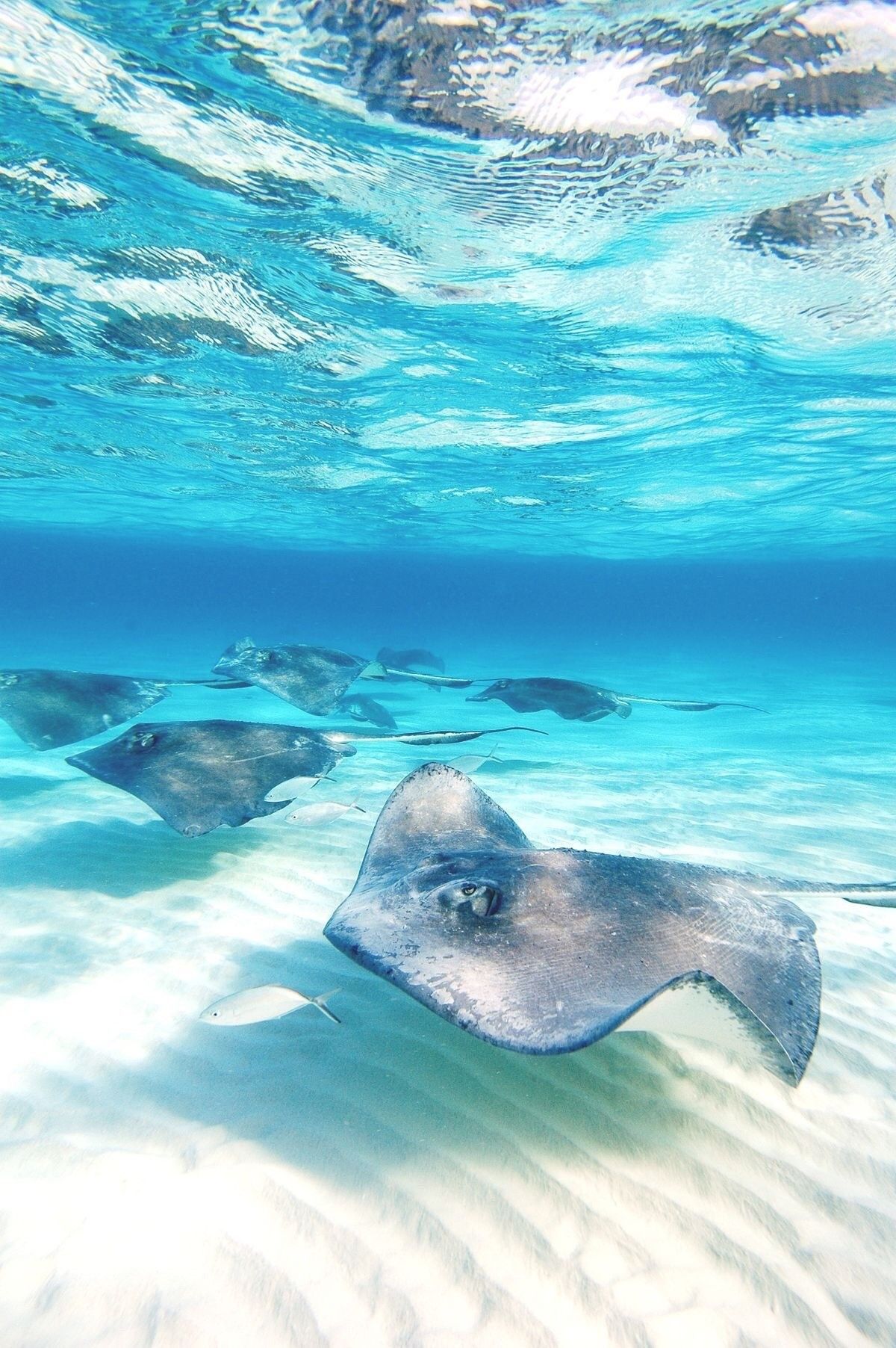 Pin De Brenda B En Ocean Animáles De Océano Animales Marinos Mundo Marino