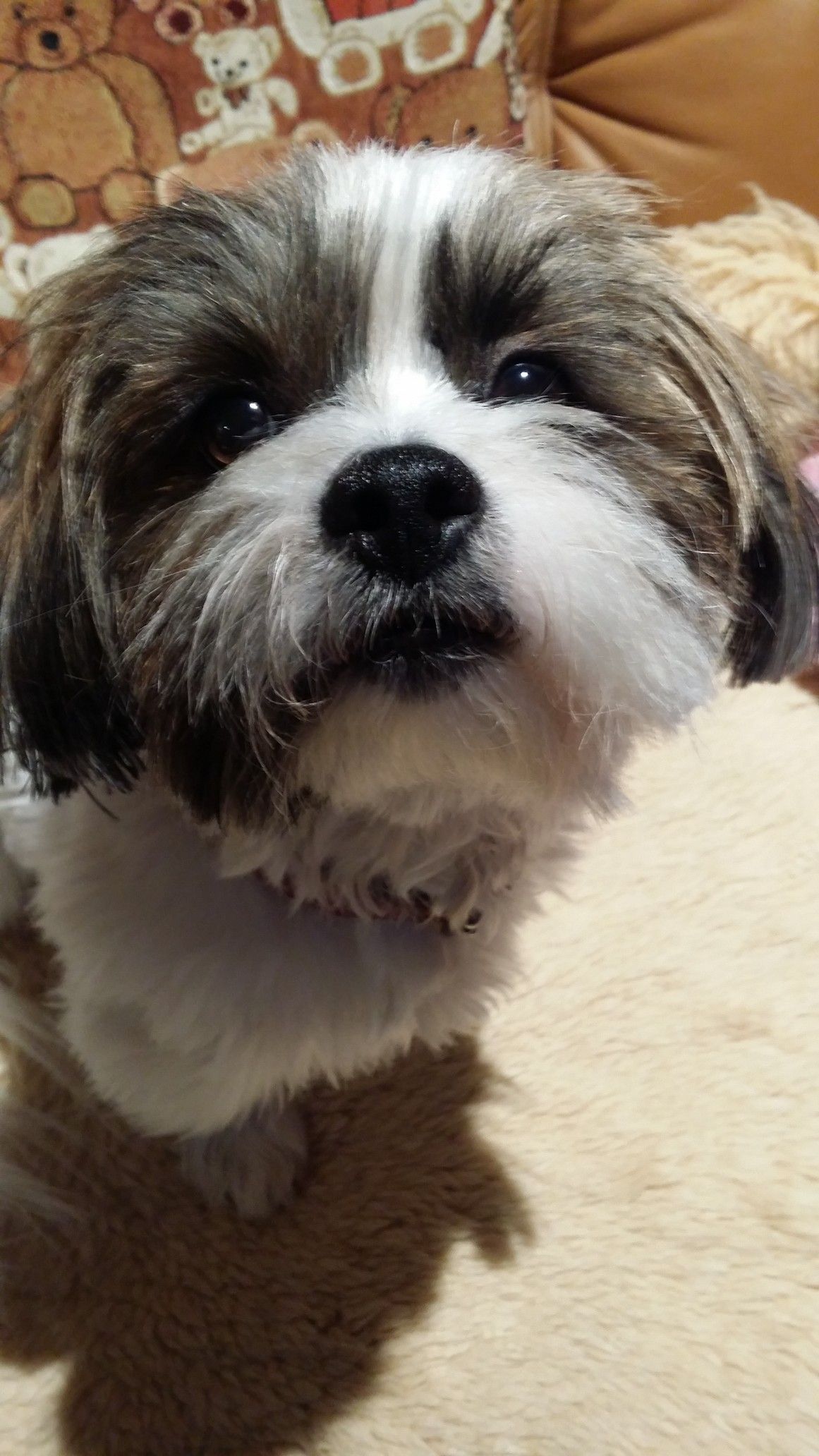 Shih Tzu Mix Bobby Berlin Dogs Shih Tzu Dogs Shih Tzu Mix