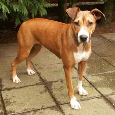 Whippet Boxer Mix Whippet Mix Whippet Welsh Springer Spaniel