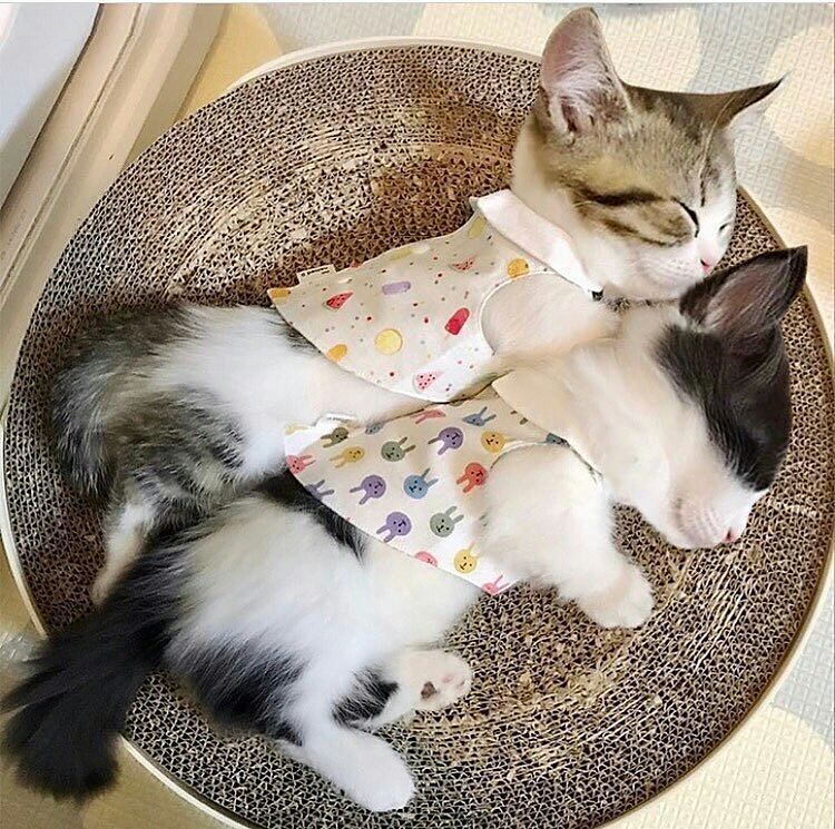 337b takipci 5 takip edilen 1 334 gonderi happy pet club in happypetclub instagram fotograflarini cute cats and dogs kittens cutest kittens and puppies