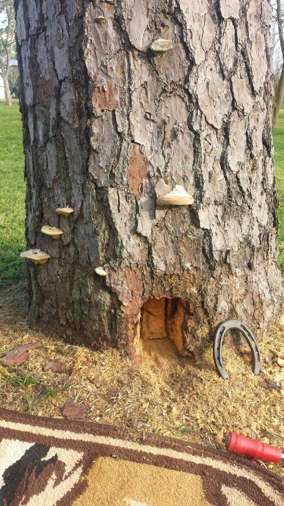 How To Cut A Pine Tree From The Top Down