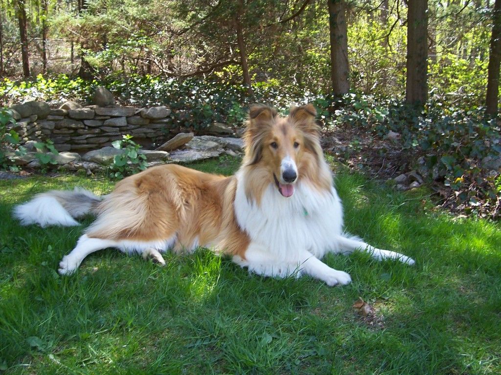 Mdr1 A Generally Safe Drug Could Turn Deadly Pet Medications Pets