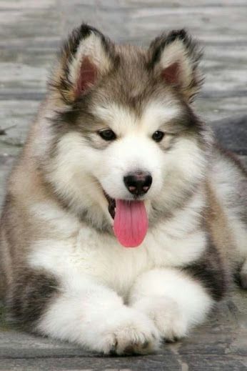 Siberian Husky Puppy Cute Animals Animals Beautiful Cute Dogs