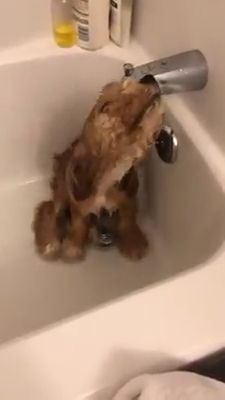 Every Pet Loves The Bath Time In Summers Please Follow Animals