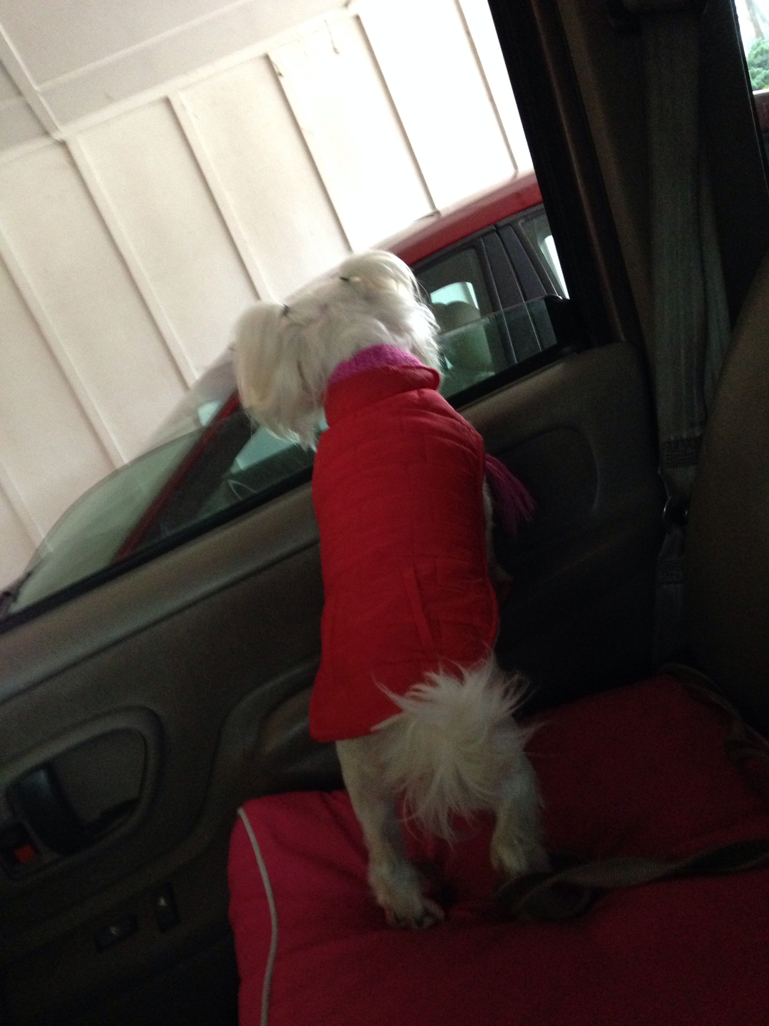 Pin by Michelle Smith on Lilly The SuperStar Maltese | Pinterest ... Superstar · Maltese · Lilly