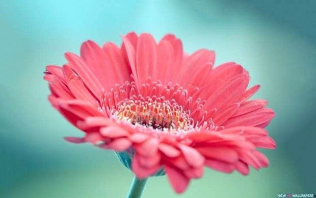 White And Pink Gerberas Pretty Wallpaper Iphone Nature Iphone Wallpaper Flower Wallpaper