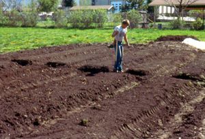 Painted Raised Garden Beds In My Front Yard Garden With Images
