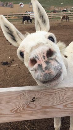 3 Ways to Care for a Donkey - wikiHow Donkey Care, Donkey Donkey, Baby Donkey, Mini Donkey, Cute Donkey, Donkey Funny, Mini Pigs, Baby Cows, Clydesdale