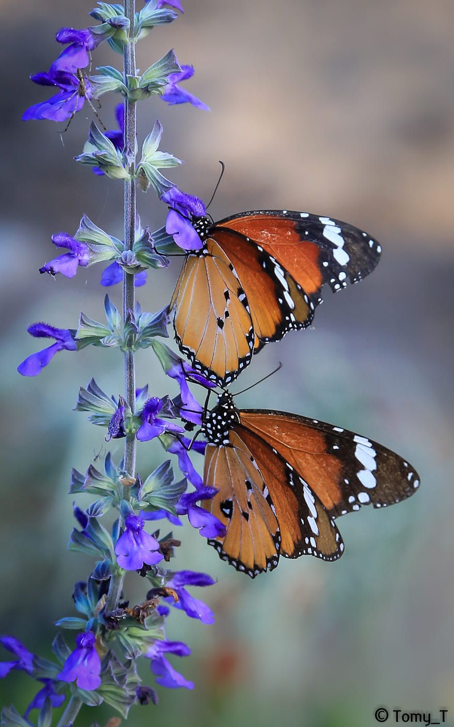 Butterfly By Tomy Tetro On 500px Beautiful Butterflies
