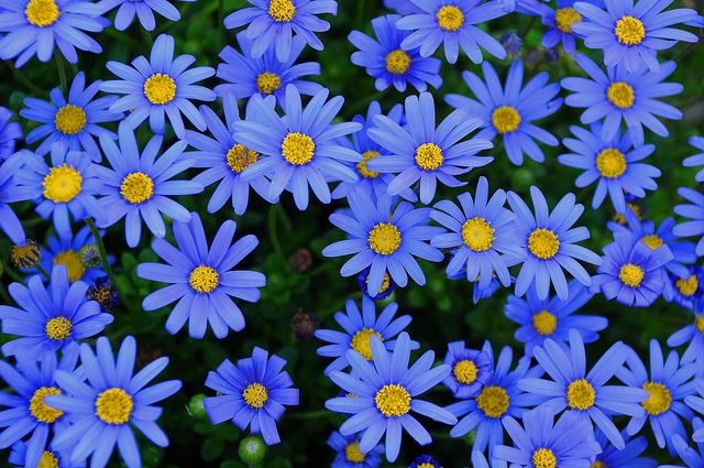 Daisy Seeds Felicia Blue Daisy Seeds 200 Seeds BULK SEEDS
