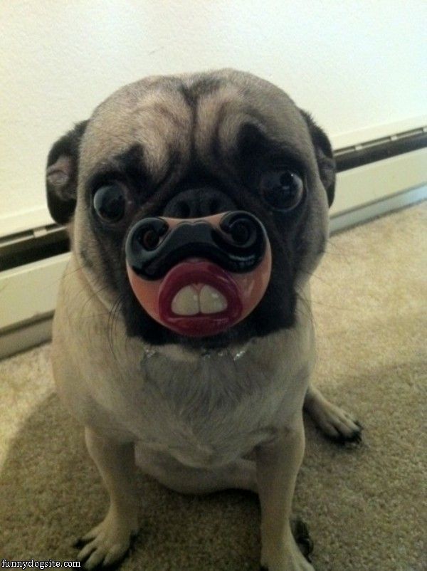 What You Looking At Funny Dogs Funny Animals Cute Animals