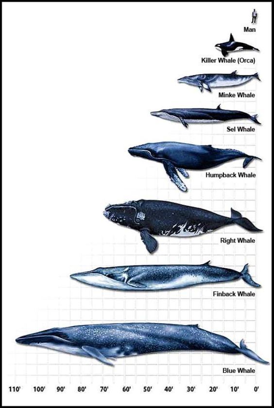 largest whale sentinel beaching in human history prompts whale comparison chart