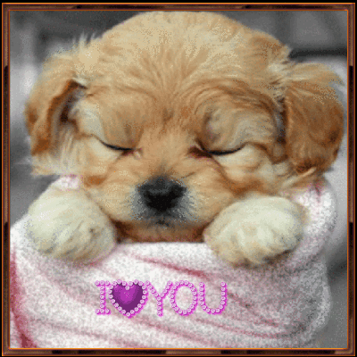 I Love You All Gif Dogs Cats Pinterest Puppies Dogs And Pets