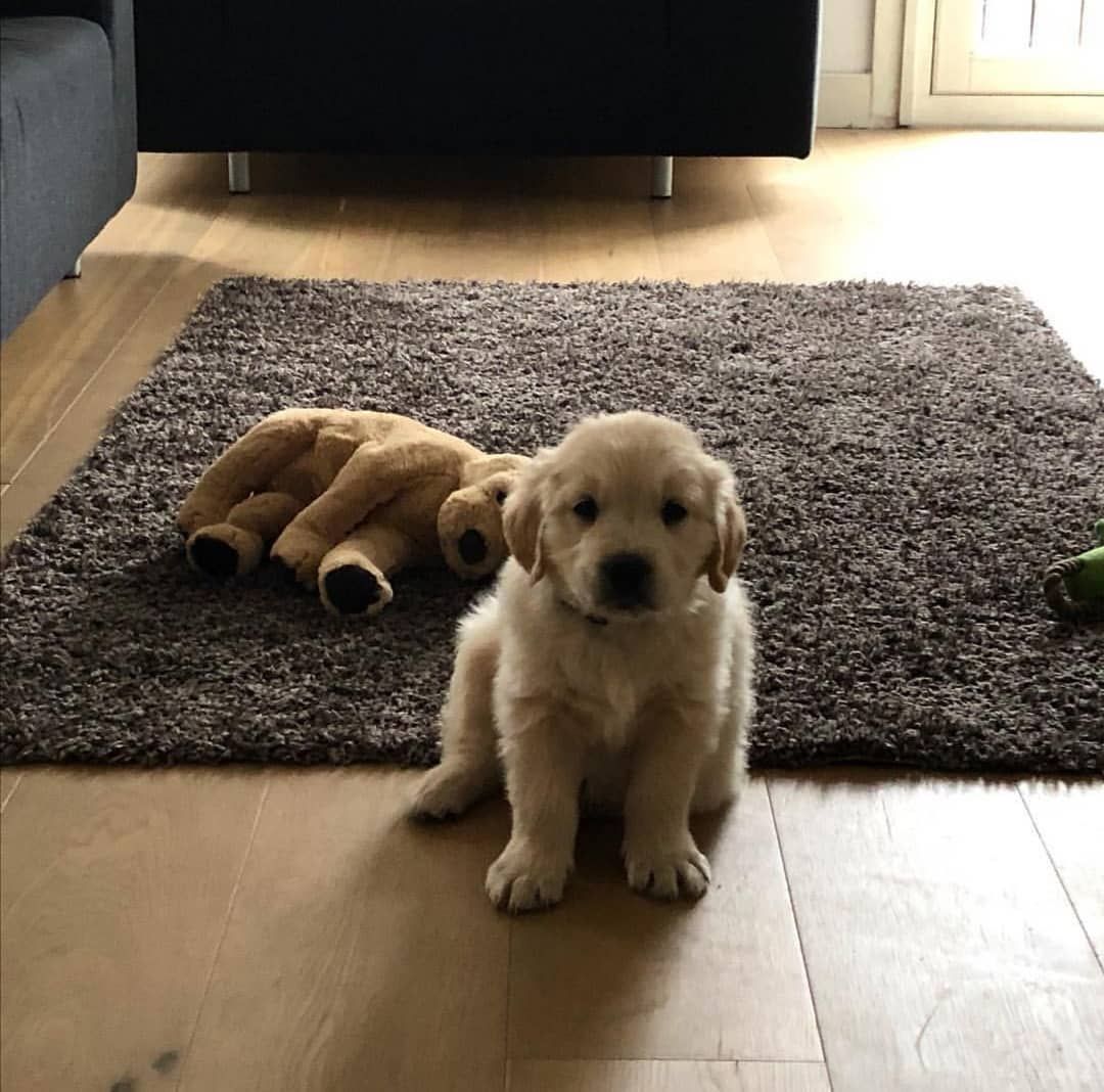 Golden Retrievers On Instagram First Day Home Follow