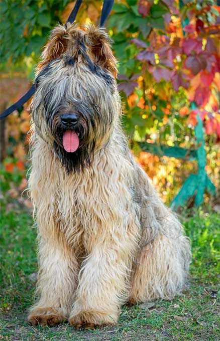 Briard cost cheap